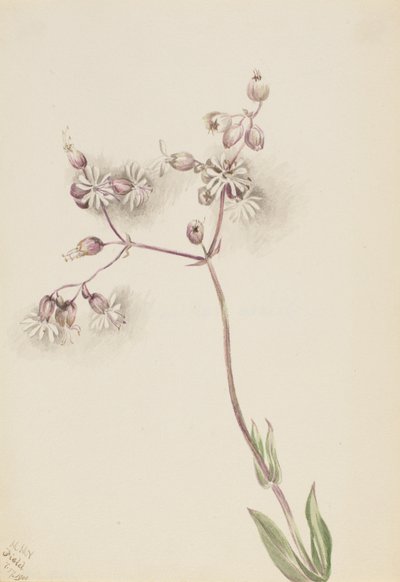 Silene latifolia de Mary Vaux Walcott