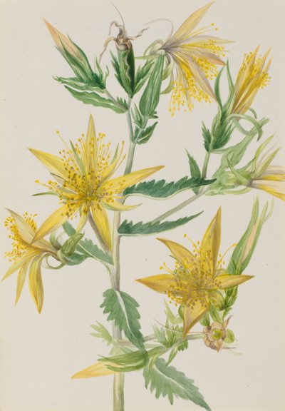 Estrella Llameante Mentzelia laevicaulis de Mary Vaux Walcott