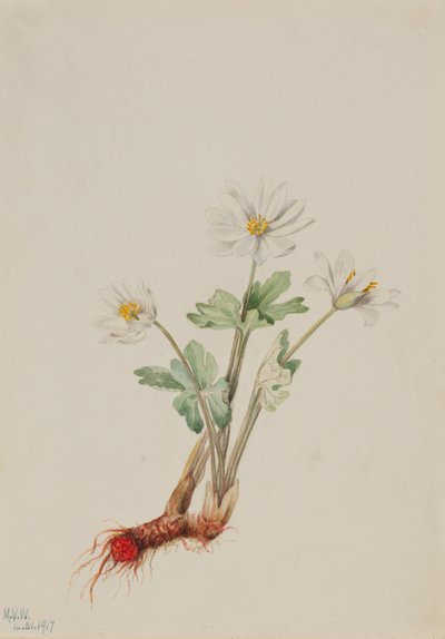 Sanguinaria (Sanguinaria canadensis) de Mary Vaux Walcott