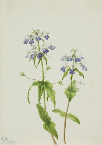 María de ojos azules (Collinsia verna) de Mary Vaux Walcott
