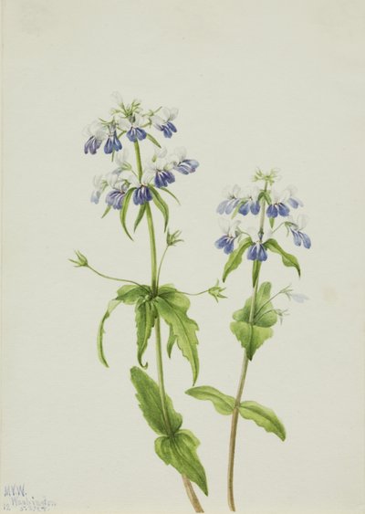 Collinsia verna de ojos azules, 1927 de Mary Vaux Walcott