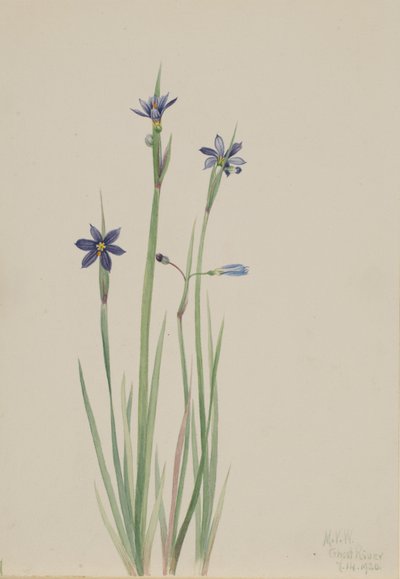 Hierba de ojos azules (Sisyrinchium angustifolium) de Mary Vaux Walcott