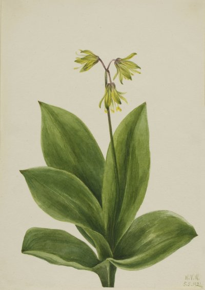 Cuenta azul (Clintonia borealis) de Mary Vaux Walcott