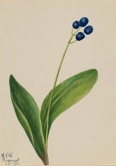 Clintonia borealis, 1932 de Mary Vaux Walcott