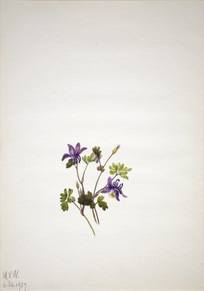 Columbina azul (Aquilegia saximontana) de Mary Vaux Walcott
