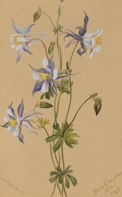 Columbina azul Aquilegia caerulea de Mary Vaux Walcott