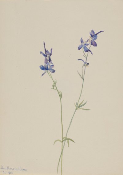 Espuela de caballero azul (Delphinium nuttallianum) de Mary Vaux Walcott