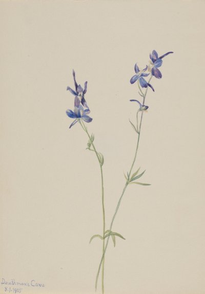 Espuela de caballero azul Delphinium nuttallianum, 1905 de Mary Vaux Walcott