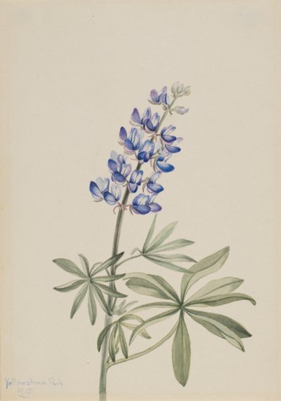 Lupino azul Lupinus argenteus, 1915 de Mary Vaux Walcott