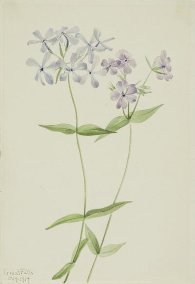Phlox divaricata (Phlox divaricata) de Mary Vaux Walcott