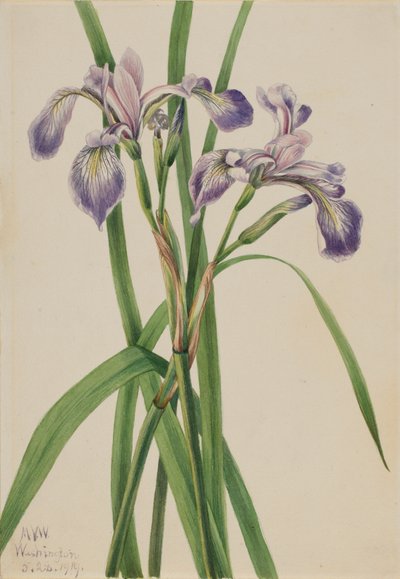 Iris Versicolor, 1919 de Mary Vaux Walcott