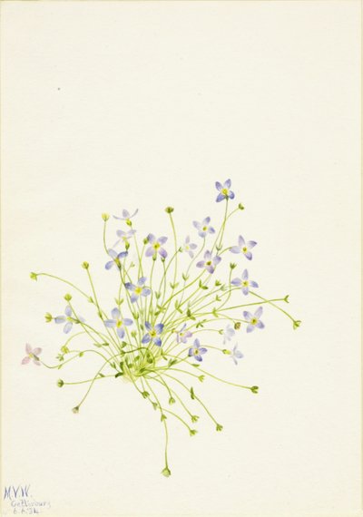 Azulejos (Houstonia serpyllifolia) de Mary Vaux Walcott