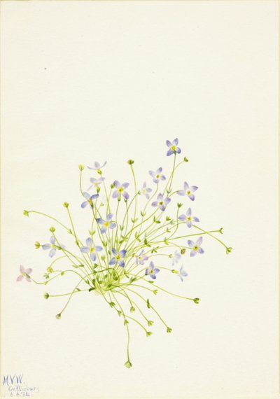 Bluets Houstonia serpyllifolia, 1934 de Mary Vaux Walcott