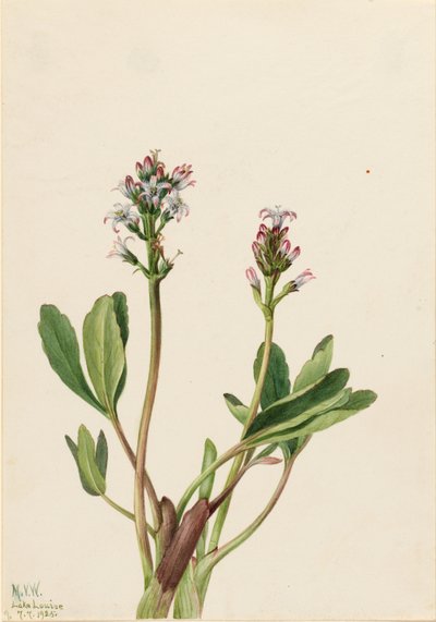Alubia de los pantanos (Menyanthes trifoliata) de Mary Vaux Walcott