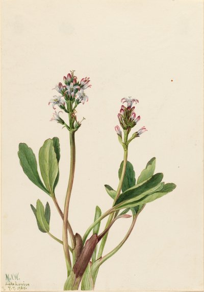 Menyanthes trifoliata, 1925 de Mary Vaux Walcott