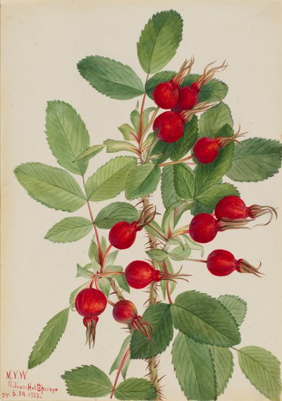 Rosa Bourgeau Rosa bourgeauiana, 1923 de Mary Vaux Walcott