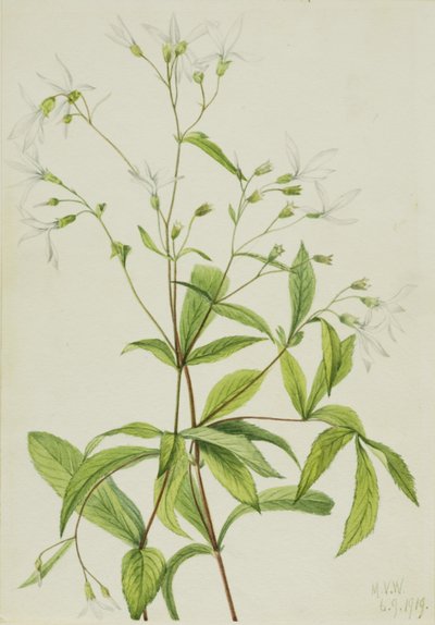 Raíz de Bowman Porteranthus trifoliatus, 1919 de Mary Vaux Walcott