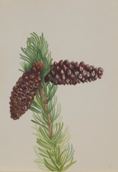 Pino de cerdas Pinus aristata, ca. 1930s de Mary Vaux Walcott