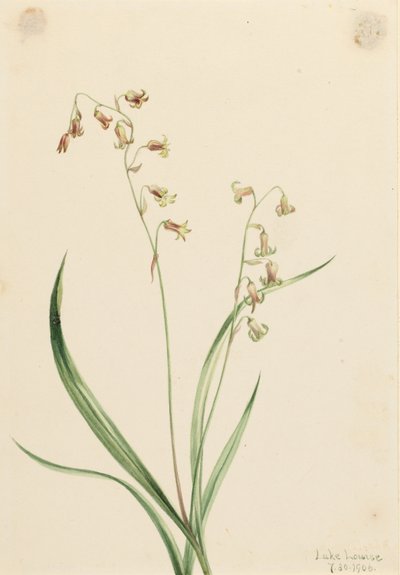 Campanillas de bronce (Stenanthium occidentale) de Mary Vaux Walcott