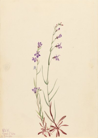 Lobelia de arroyo (Lobelia kalmii) de Mary Vaux Walcott