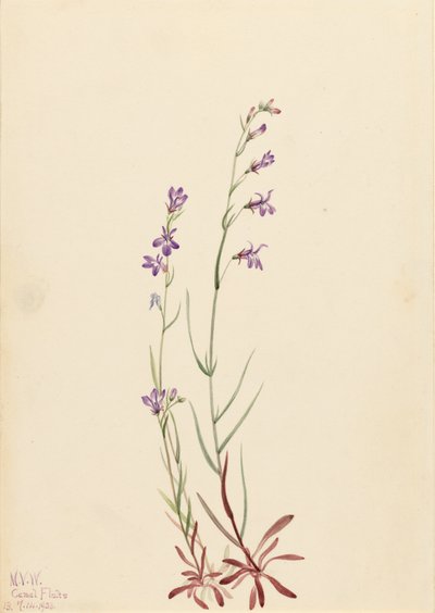 Lobelia de arroyo Lobelia kalmii, 1923 de Mary Vaux Walcott