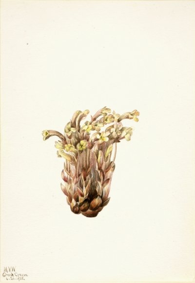 Escoba (Orobanche fasciculata) de Mary Vaux Walcott