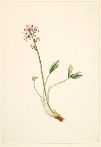 Alubia común (Menyanthes trifoliata) de Mary Vaux Walcott