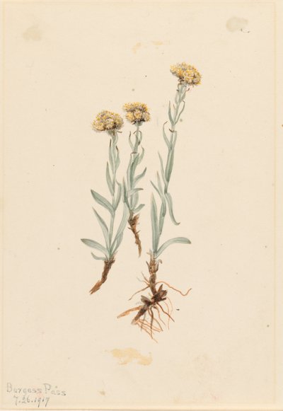 Antennaria luzuloides (Antennaria luzuloides) de Mary Vaux Walcott