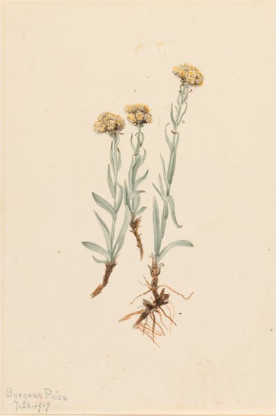 Antennaria luzuloides de Mary Vaux Walcott