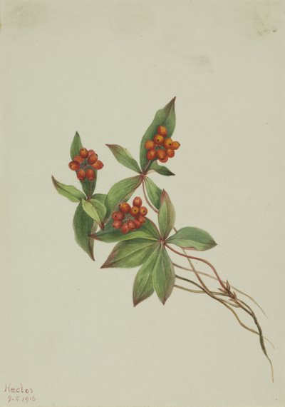 Bunchberry Cornus canadensis, 1916 de Mary Vaux Walcott