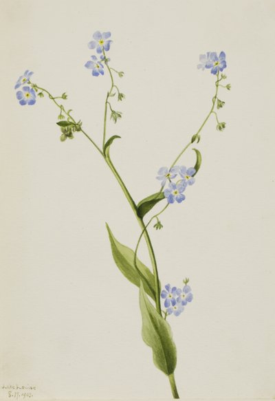 Nomeolvides espinoso Lappula diffusa, 1903 de Mary Vaux Walcott