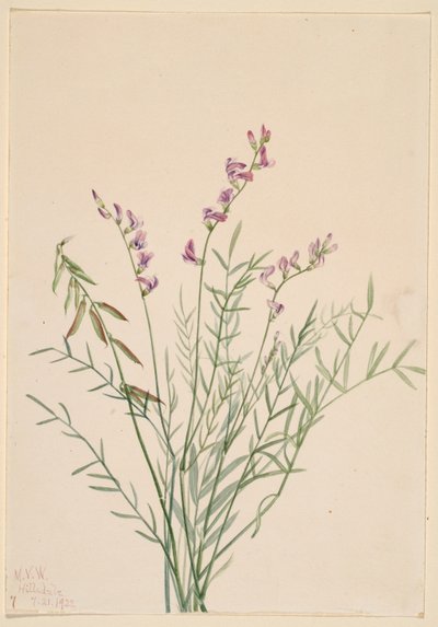 Avellano de Burgess (Astragalus bourgovii) de Mary Vaux Walcott