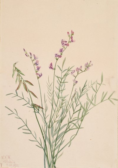 Astrágalo de Burgess Astragalus bourgovii, 1922 de Mary Vaux Walcott