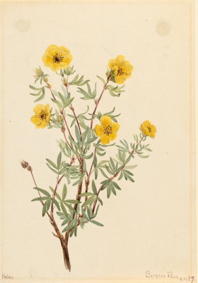 Cincoenrama arbustiva Potentilla fruticosa, 1917 de Mary Vaux Walcott