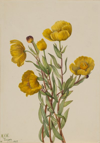 Bushpoppy Dendromecon rigidum, 1927 de Mary Vaux Walcott