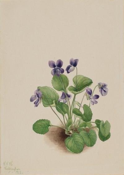 Violeta mariposa Viola papilionacea, 1923 de Mary Vaux Walcott