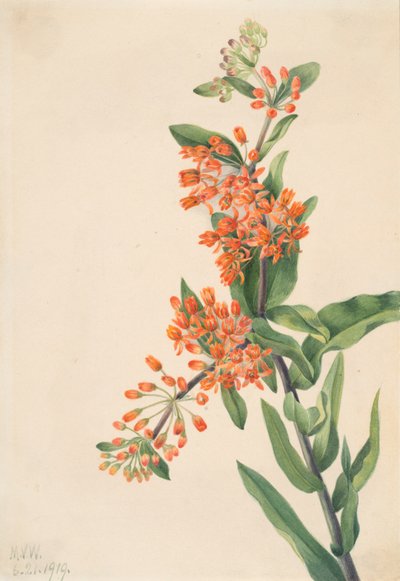 Hierba de mariposa Asclepias tuberosa, 1919 de Mary Vaux Walcott