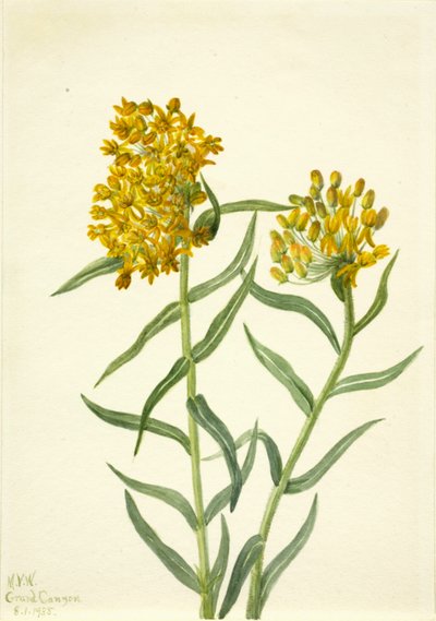 Hierba de mariposa Asclepias tuberosa de Mary Vaux Walcott
