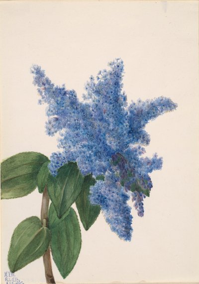 Lila de California Ceanothus thyrsiflorus de Mary Vaux Walcott