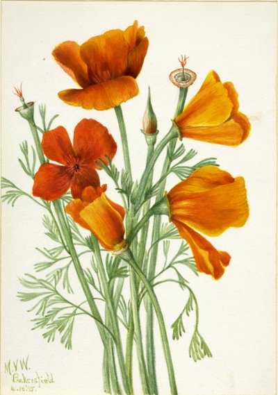 Amapola de California Eschscholtzia californica, 1935 de Mary Vaux Walcott