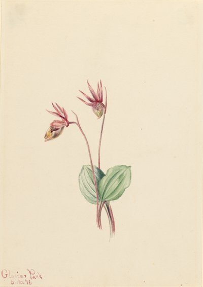 Calipso (Cytherea bulbosa) de Mary Vaux Walcott