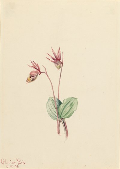 Calypso Cytherea bulbosa, 1916 de Mary Vaux Walcott