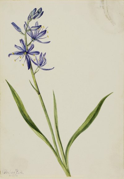 Camas (Quamasia quamash) de Mary Vaux Walcott
