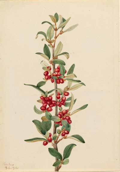 Búfalo de Canadá (Lepargyrea canadensis) de Mary Vaux Walcott
