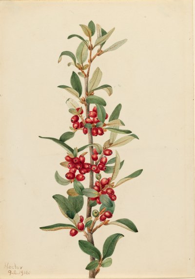 Lepargyrea canadensis, 1916 de Mary Vaux Walcott
