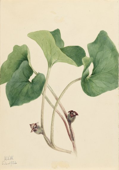 Jengibre silvestre de Canadá Asarum canadense, 1920 de Mary Vaux Walcott