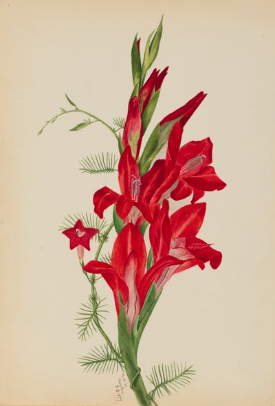 Cañas y enredadera de ciprés Canna species e Ipomoea quamoclit, 1877 de Mary Vaux Walcott