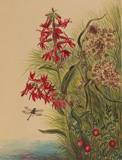 Flor del cardenal (Lobelia cardinalis) de Mary Vaux Walcott