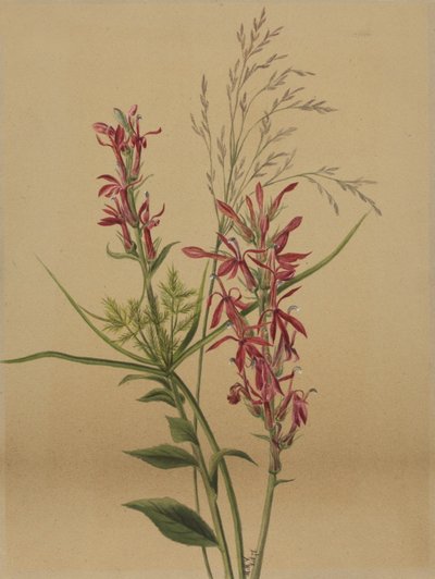 Flor del cardenal (Lobelia cardinalis) de Mary Vaux Walcott