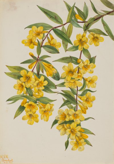 Jazmín de Carolina (Gelsemium sempervirens) de Mary Vaux Walcott
